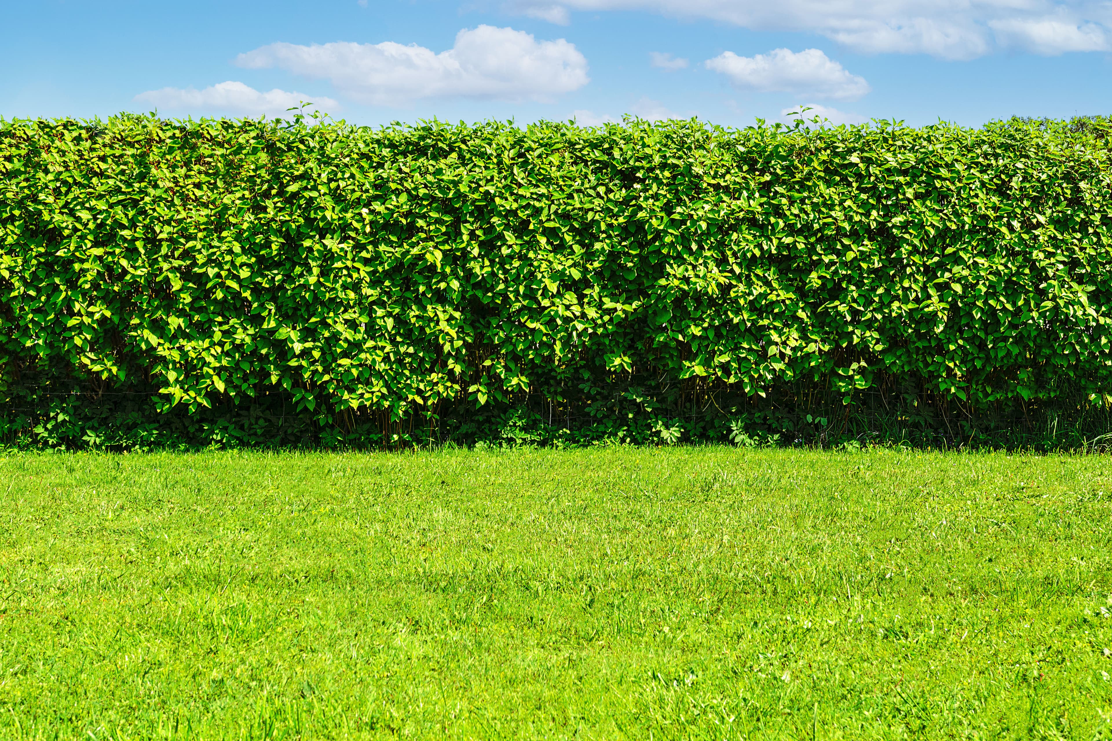 Hedge Planting image