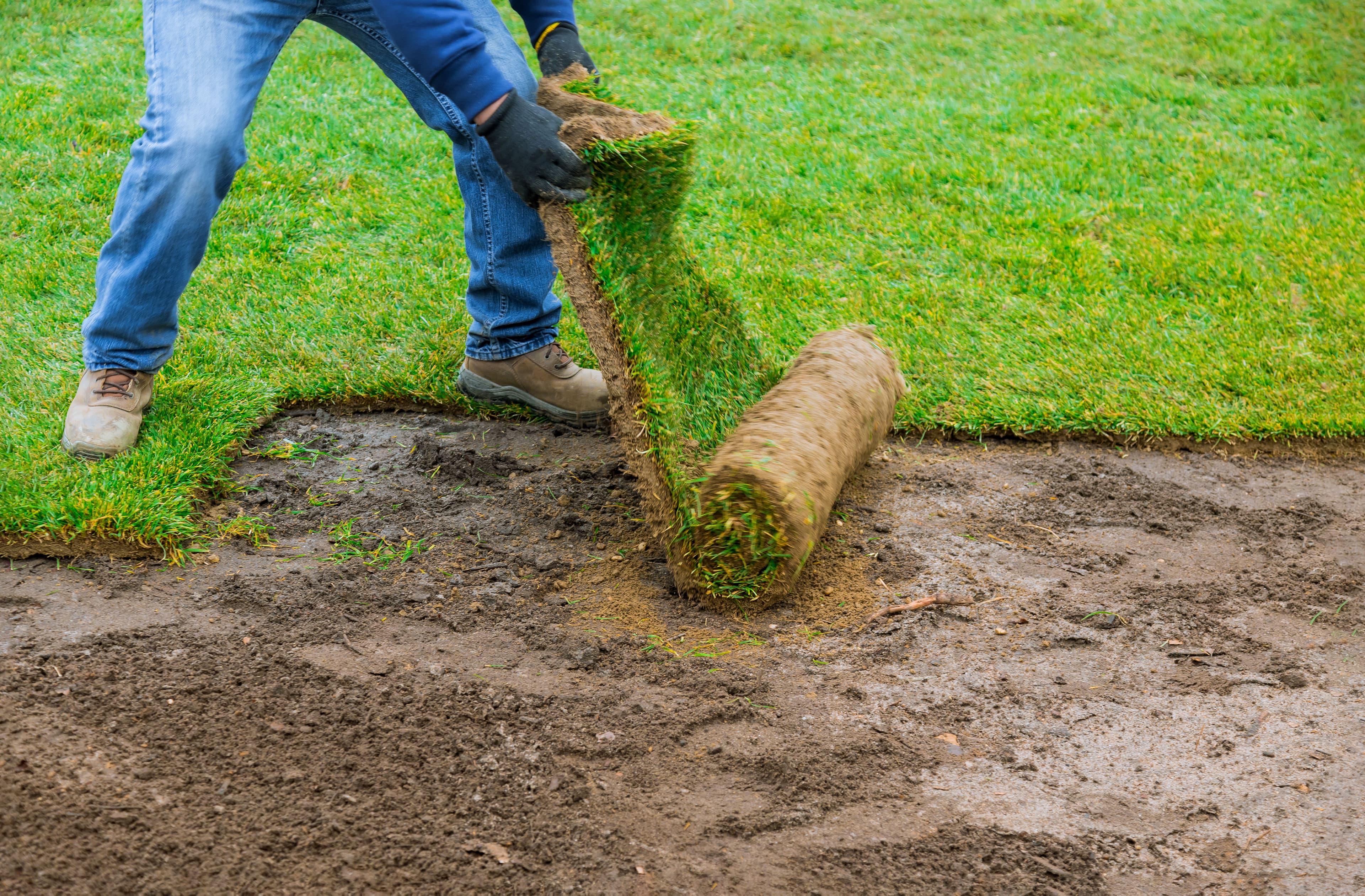 Sod Installation image